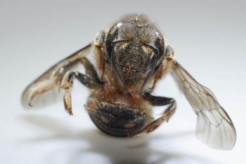 Anthidium septemspinosum